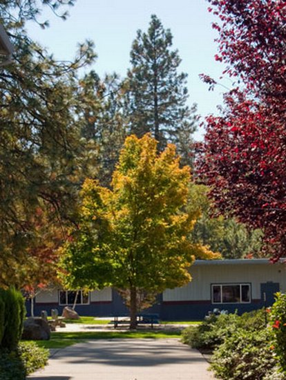 Beautiful fall colored trees on a Scotten school walkway, classroom building in background